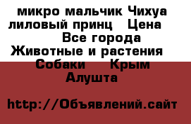 микро мальчик Чихуа лиловый принц › Цена ­ 90 - Все города Животные и растения » Собаки   . Крым,Алушта